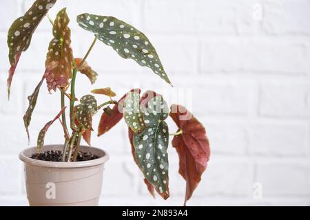 Maison plante en pot begonia maculata polka dot feuilles décoratives décidues à l'intérieur sur la table de la maison. Passe-temps en pleine croissance, greenhome Banque D'Images