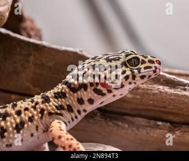 Gros plan de la tête de gecko léopard. Banque D'Images