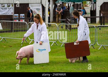 Cochons gallois d'ascendance (truies, porcs) et agricultrices (manteaux blancs) utilisant des bâtons et des planches à pied - Great Yorkshire Show Arena 2022, Harrogate Angleterre Royaume-Uni. Banque D'Images