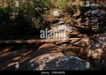 Rivière de montagne Rocky parmi la forêt. Belle rivière avec une cascade dans une forêt de conifères Banque D'Images