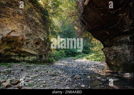 Rivière de montagne Rocky parmi la forêt. Belle rivière avec une cascade dans une forêt de conifères Banque D'Images