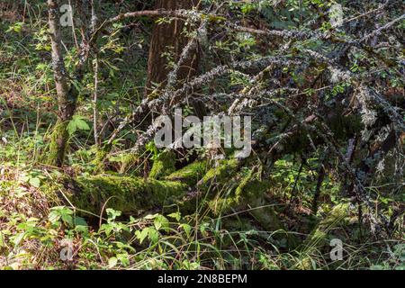 Mousse sur l'écorce d'arbre dans le parc de Sila, Calabre Banque D'Images
