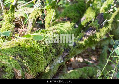 Mousse sur l'écorce d'arbre dans le parc de Sila, Calabre Banque D'Images