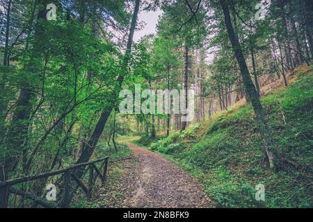 Sentier de randonnée dans le parc de Sila, Calabre Banque D'Images
