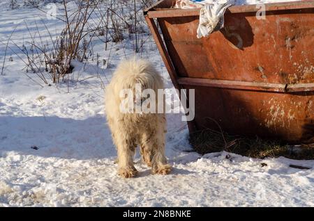 Triste chien sans-abri lors d'une journée froide d'hiver Banque D'Images