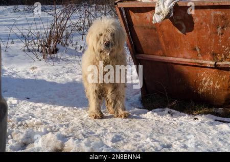 Triste chien sans-abri lors d'une journée froide d'hiver Banque D'Images