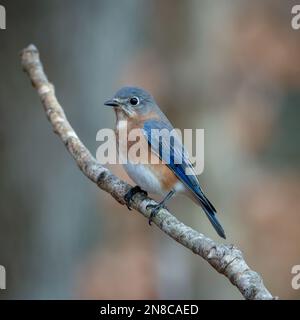 Un cliché sélectif d'un bluebird perché sur un branche Banque D'Images