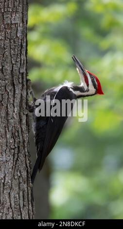 Pic de bois pileated mâle escaladant un arbre sur fond flou vert Banque D'Images