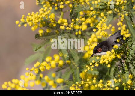 Mimosa fleurit avec un petit oiseau, sarde mâle (Sylvia melanocephala). Banque D'Images