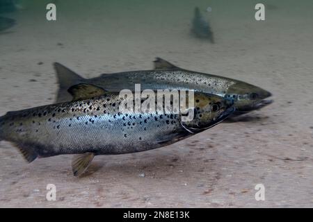 Femelle de saumon de l'Atlantique Landlock, Squam Lake, NH, 2 coups. Banque D'Images