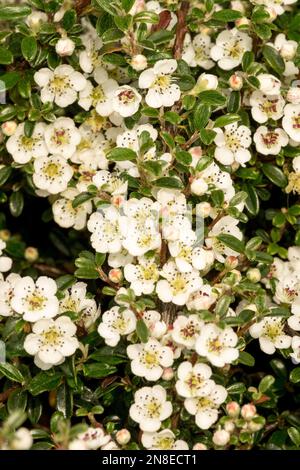 Cotoneaster 'Silver Shadow', Floraison, Cotoneaster integrifolius, fleurs, printemps, Fleur, plante, blanc, Blooms Banque D'Images