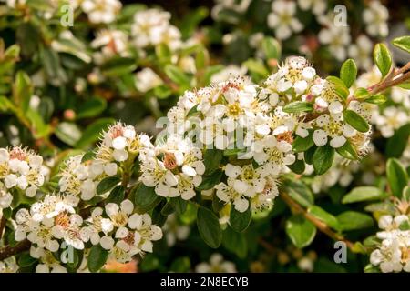 Cotoneaster × suecicus, Cotoneaster, petite beauté, blanc, floraison, Fleurs, Blooms, plante, fleur, Cotoneaster suédois Banque D'Images