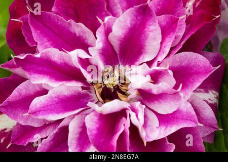 Clematis rose 'My Darling', fleur de Clematis Banque D'Images