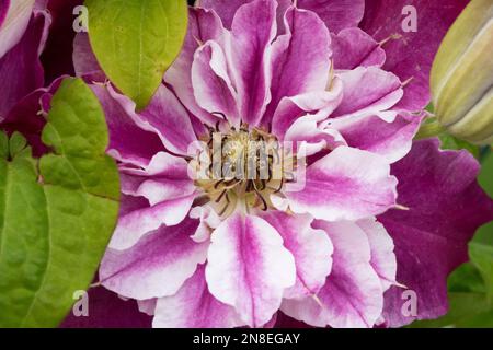 Clematis rose 'My Darling', fleur de Clematis Banque D'Images