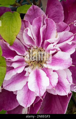 Clematis rose 'My Darling', fleur de Clematis Banque D'Images
