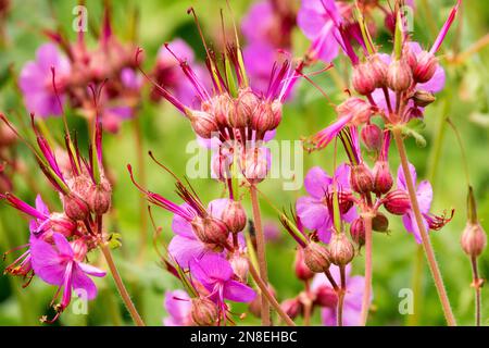 Hardy, Geranium macrorrhizum 'variété Bevans', Rose, Cranesbill, fleurs, gros plan, Fleurs, géraniums Banque D'Images