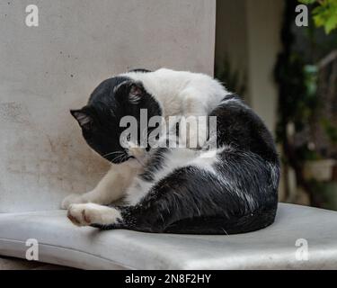 Un chat noir et blanc se nettoyant à la maison Banque D'Images