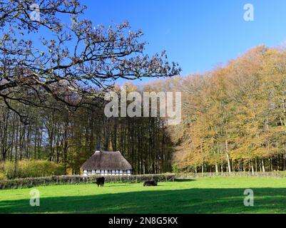 Ferme Abernodwydd avec bovins noirs gallois au Musée national d'histoire de Saint Fagans, Cardiff. Automne. Prise 2022 Banque D'Images