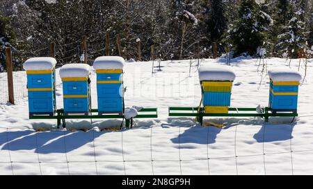 Ruches jaunes et bleues pour l'apiculture couvertes de neige en hiver dans les monts Beskid, en Pologne. Banque D'Images