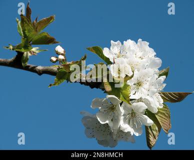 Prunus avium «Sunburst» Banque D'Images