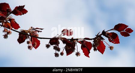 Amas de feuilles et de fleurs de hêtre cuivré, Fagus sylvatica Banque D'Images