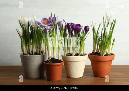 Différentes fleurs dans des pots en céramique sur une table en bois Banque D'Images