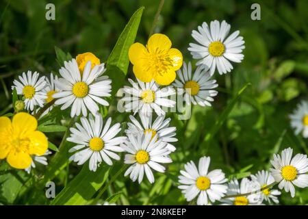 Commune, pâquerettes, butterbutter rampant, Ranunculus repens, pelouse, Fleurs sauvages, jardin, fleurs, Bellis perennis, Marguerite commune, Guirlande, gros plan, blanc, jaune Banque D'Images