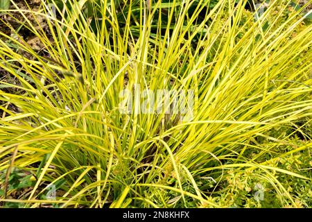 Carex elata « Aurea ». Front d'or de Bowles Banque D'Images