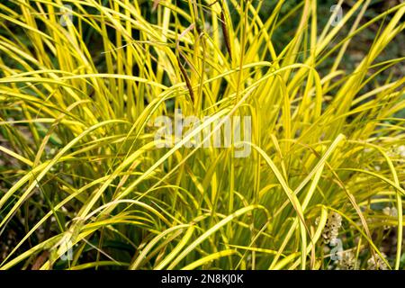 Bowles Golden Sedge, Carex 'Aurea', Carex elata, moderne, jardin, Herbe, plantes Banque D'Images