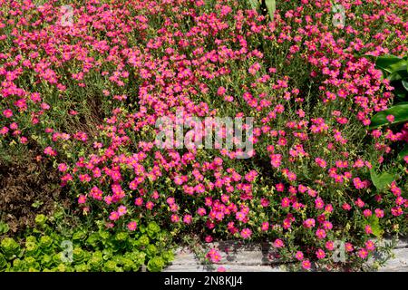 Rose, Helianthemum, Blossoms, plantes de couverture en jardin, Helianthemum 'Ben Hope' Banque D'Images