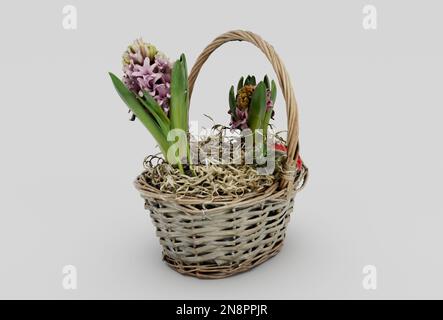 panier en osier jacinthes 3d minimum rendu sur fond blanc Banque D'Images
