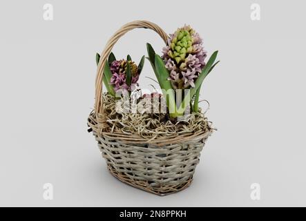panier en osier jacinthes 3d minimum rendu sur fond blanc Banque D'Images