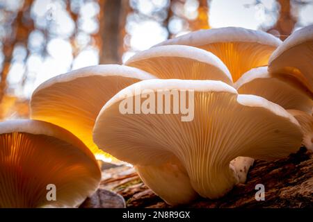 Gros plan sur le dessous d'un groupe de champignons Oyster, qui sont délicieusement comestibles, ainsi que médicinaux. Banque D'Images