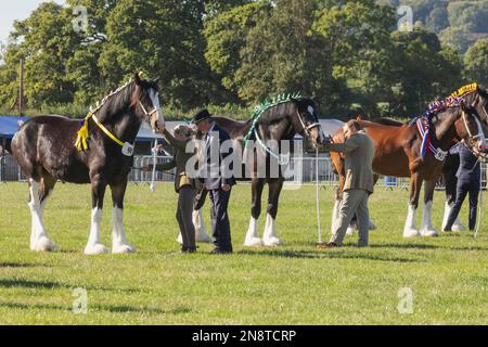 Angleterre, Dorset, Shaftesbury, le spectacle équestre annuel de Wessex et foire de campagne, jugement de chevaux lourds Banque D'Images