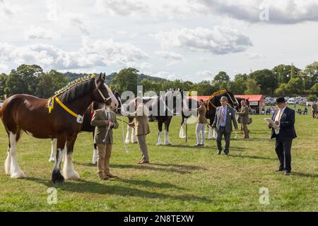 Angleterre, Dorset, Shaftesbury, le spectacle équestre annuel de Wessex et foire de campagne, jugement de chevaux lourds Banque D'Images