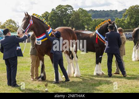 Angleterre, Dorset, Shaftesbury, le spectacle équestre annuel de Wessex et foire de campagne, jugement de chevaux lourds Banque D'Images