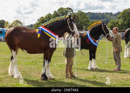 Angleterre, Dorset, Shaftesbury, le spectacle équestre annuel de Wessex et foire de campagne, jugement de chevaux lourds Banque D'Images