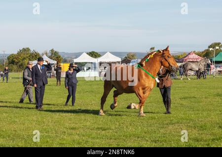 Angleterre, Dorset, Shaftesbury, le spectacle équestre annuel de Wessex et foire de campagne, jugement de chevaux lourds Banque D'Images