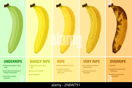 Ensemble bananier avec compositions graphiques de légendes de texte et d'images montrant les niveaux de maturité de l'illustration de vecteur de fruit Illustration de Vecteur