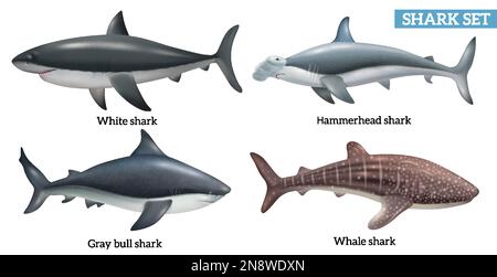 Des icônes réalistes d'espèces de requins dangereuses définissent une illustration vectorielle isolée Illustration de Vecteur