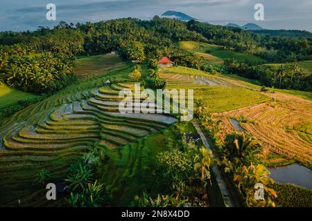 Vue aérienne sur les terrasses de riz vert avec lumière chaude du matin. Campagne sur l'île de Bali. Banque D'Images