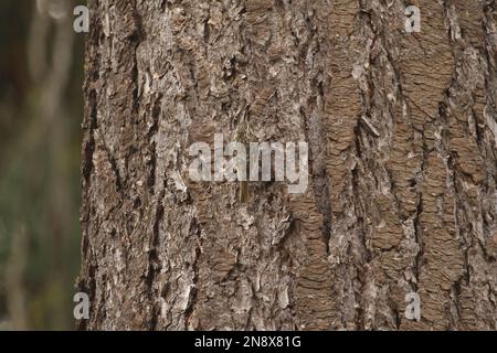 Un Creeper brun (Certhia americana) rampant et grimpant sur un arbre, se mélangeant dans l'écorce de l'arbre avec le camouflage. Prise à Victoria, C.-B., Canada. Banque D'Images