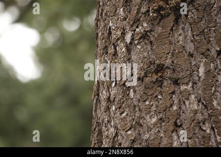 Un Creeper brun (Certhia americana) rampant et grimpant sur un arbre, se mélangeant dans l'écorce de l'arbre avec le camouflage. Prise à Victoria, C.-B., Canada. Banque D'Images