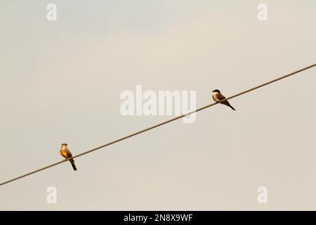 Un seul oiseau de l'Ouest (Tyrannus verticalis) et un seul oiseau de l'est (Tyrannus tyrannus) assis sur un fil métallique avec un fond vierge. Prise à Kamlo Banque D'Images