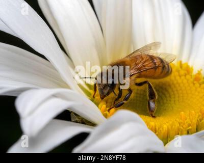 Vue latérale d'une abeille européenne domestique (APIs mellifera) explorant et collectant le pollen d'une fleur de pâquerette jaune et blanche Banque D'Images