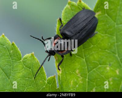 Vue dorsale d'un feu noir et rouge frappant du nord-ouest du Pacifique (Ellychnia hatchi) rampant sur une feuille Banque D'Images