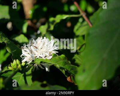 Café Robusta fleuri sur une plante arborescente avec feuille verte et couleur noire en arrière-plan. Pétales et étamines blanches de fleurs en fleurs Banque D'Images