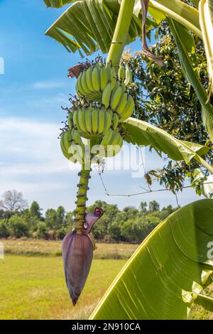 Un bouquet de bananes est accroché à un palmier dans la campagne thaïlandaise Banque D'Images