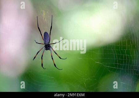 Araignée dorée à pattes rouges - Nephila inaurata Banque D'Images