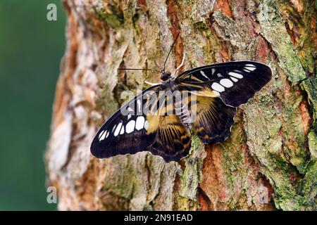 Papillon Clipper - Parthenos sylvia Banque D'Images